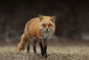 Gard: un renard contaminé par l’Influenza aviaire hautement pathogène 

Un chasseur a découvert à Saint-Gilles (Gard) un renard roux infecté par l’Influenza aviaire haute