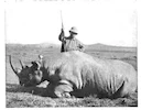 By scrutinizing over a century's worth of photos, University of Cambridge researchers have made the first ever measurements that show rhinoceros horns have gradually decr