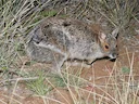 Brilhaaswallaby Brilhaaswallaby