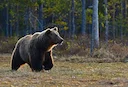 L’Alberta envisage de rouvrir la chasse au grizzli pour gérer les conflits avec l’humain 

À la suite d’une attaque près de Cochrane, le ministre des Forêts et des Parcs 