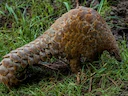 Temminck se grondpangolin (Smutsia temminckii), 4 of 5