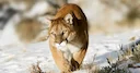 🦌 Nebraska Deer Hunting Limits 2027: NGPC Proposes Major Cuts to Antlered Permits & Mountain Lion Rule Changes


Nebraska whitetail and turkey hunters, take note: the re