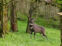 Bergnyala (Tragelaphus buxtoni), 2 of 5