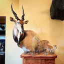  WOW!! To those of you who don’t know, this is a Lord Derby eland, also known as the giant eland. A very rare and extremely difficult animal to hunt. Paired with these ti