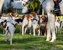 Tragic Hunting Incident: Multiple Foxhounds Struck by Train in Lincolnshire 

In a harrowing incident that has stirred the British hunting and countryside community, seve