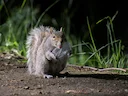 Oos-Amerikaanse grys eekhoring (Sciurus carolinensis), 2 of 3