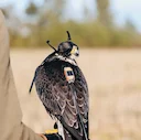 Best Falconry Telemetry Systems: GPS & Radio Tracking for Falcons.

Falconry is a centuries-old tradition that demands precision, patience, and a deep bond between falcon