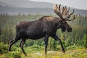 🦌 Охота в Ростовской области 2026-2027: полный календарь сезонов, лимиты и тактика для Дона

Министерство природных ресурсов и экологии Ростовской области утвердило окон