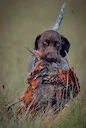 A little German who has a hunting desire to learn. :)
And what about your little Germans, do they have hunting skills? A little German who has a hunting desire to learn. :)
And what about your little Germans, do they have hunting skills?