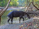 Tapir Baird (Tapir Trung Mỹ) (Tapirus bairdii), 1 of 3