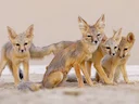 Kitvos (Vulpes macrotis), 6 of 7