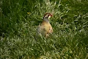 Hunting in TUNIS: Demographics in Tunisia, Geography, Local Laws, Clubs and Communities, Hunting Legislation of Tunisia
Geography and Ecological Features in Tunis Region Hunting in TUNIS: Demographics in Tunisia, Geography, Local Laws, Clubs and Communities, Hunting Legislation of Tunisia
Geography and Ecological Features in Tunis Region