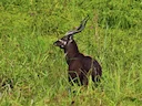 Sitatoebok (Witbuiksitatoebok) (Tragelaphus spekei gratus), 3 of 3