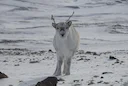 Renoster (Noordelike renoster) (Rangifer tarandus platyrhynchus), 2 of 3