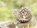 Noordelike tierkat