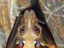 Gambiese vrugvlermuis