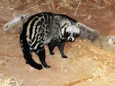 Afrikaanse civetkat Afrikaanse civetkat