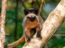 Swartkenkeiser-tamandoe (Saguinus imperator), 2 of 5