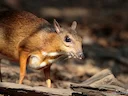 Klein Oosterse chevrotain (Tragulus kanchil), 4 of 7