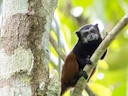 Witmanteltamaryn (Saguinus weddelli), 5 of 5