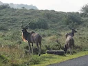 Groot koesoe (Tragelaphus strepsiceros), 8 of 8