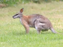Black-striped Wallaby (Notamacropus dorsalis), 2 of 5