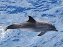 Atlantiese gevlekte dolfyn (Stenella frontalis), 2 of 4