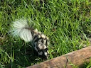 Appalachiese gevlekte stinkdier (Spilogale putorius), 2 of 4