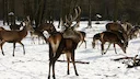 ‼️‼️‼️Zimní období je pro lesní zvěř časem strádání. Lidé se vztahem k přírodě se často snaží zvěři pomoci. Mnohdy však právě svou snahou mohou více uškodit. Je tedy dobr