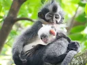 Thomas-se-langur (Presbytis thomasi), 3 of 7