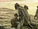 Tou-geelangur (Semnopithecus priam), 2 of 3