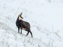 Alpine gemsbok (Rupicapra rupicapra), 8 of 8
