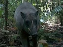 Harige babirussa