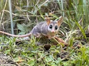 Mesopotamiese vetstert-buideldas (Thylamys citellus), 2 of 2