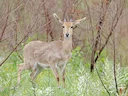 Rooibok (Vaalpensrooibok) Rooibok (Vaalpensrooibok)