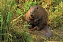 Bever (Europese bever)