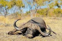 Big Game Hunting in Africa: A Guide to the Thrill of the Hunt

For centuries, Africa has captivated the hearts of adventurers and wildlife enthusiasts alike. Home to some