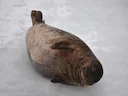 Grysseehond (Halichoerus grypus), 1 of 12