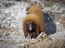 Gestreepde varkensneus-skunk