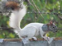 Rooibuisekster (Sciurus aureogaster), 4 of 7