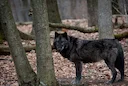 La présence d’une meute de loups noirs confirmée en France 

Une découverte exceptionnelle a été faite dans le massif de la Sainte-Baume (Var): une meute de loups noirs, 