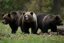 PRUUNKARU
Pruunkaru (Ursus arctos) on karulaste sugukonda karu perekonda kuuluv loomaliik. Pruunkaru on suurim Eestis elav kiskjaline. Meil elavad karud kuuluvad kesk PRUUNKARU
Pruunkaru (Ursus arctos) on karulaste sugukonda karu perekonda kuuluv loomaliik. Pruunkaru on suurim Eestis elav kiskjaline. Meil elavad karud kuuluvad kesk