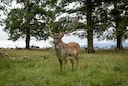 Wexford Wild Bird Sanctuary in Leinster, Ireland: Demographics, Associations and Clubs, Laws and Seasons 

Wexford, located in the south-east of Ireland, is famous for it