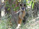 Moeraswallaby (Wallabia bicolor), 4 of 4