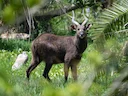 Sitatunga (Speke se sitatunga)