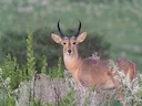 Bohorrietbok (Redunca redunca), 3 of 3