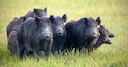 Bonjours à tous il nous reste quelque place au poste pour le 7 novembre et 5 décembre , rappelle du plan de chasse 
1 cerf 
1 biche 
8 chevreuil 
20 sanglier 

La chasse 