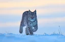 ILVES

Ilves (Lynx lynx) on kaslaste sugukonna ilvese perekonda kuuluv loomaliik. Ilvesed on keskmise suuruse ja pikkade jalgadega kaslased, kes võivad kaaluda kuni 30 kg