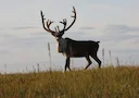 National Park Hunting Rules 2026: NPS Removes "Unnecessary" Restrictions Across 36 Parks

The National Park Service and U.S. Fish and Wildlife Service have announced swee