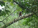Witvoettamaryn (Saguinus leucopus), 4 of 5